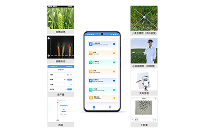 宜宾市小麦表型测量仪IN-XM05